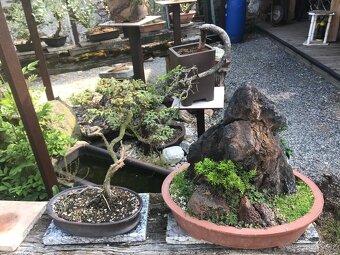 Bonsaj bonsai - 5