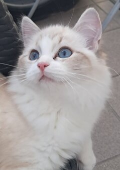 Kočička ragdoll s PP - 5