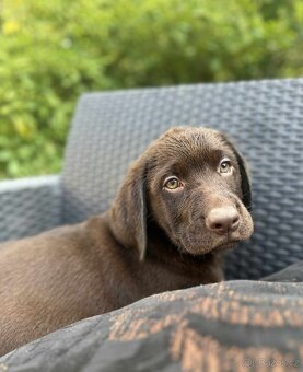 štěňata labrador a hnědý kluk – připravena k odběru - 5