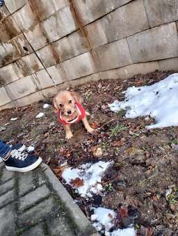 Jezevčík drsnosrstý štěňátko s PP váha 3 kg - 5