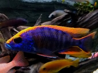 Tlamovci Malawi 25 - 5