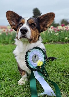 Wels Corgi Cardigan s PP - 5