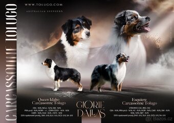 Australský ovčák s PP FCI - 5