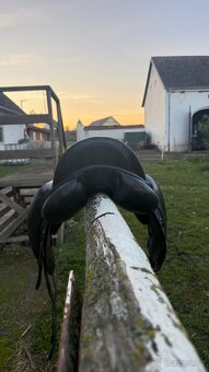 Prodám drezurní sedlo Kentaur Ithaka 16.5 - 5