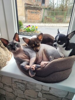 Kanadský sphynx - 5