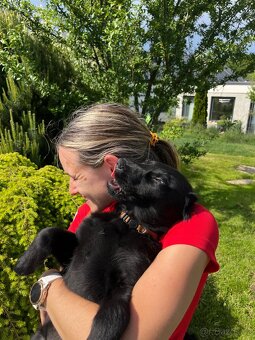 Štěně Flat coated retriever - 5