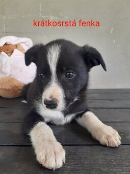 Border kolie již k odběru - 5