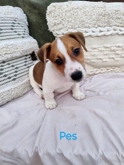 Jack Russell teriér - 5