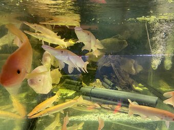 Prodam Aligator albin , sumce , arowana , pirana - 5