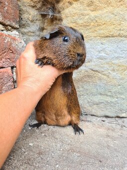 Morče - kluk, věk rok a kousek - 5