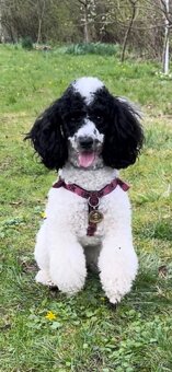 Pudlik  ke krytí - 5