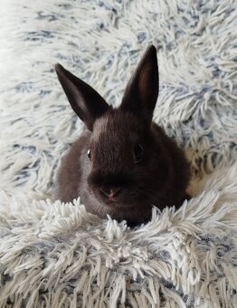 Zakrslý králík - 5