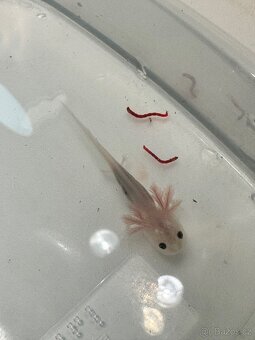 Axolotl mexický - vodní dráček - 5