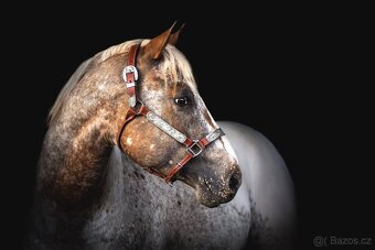 Připouštění Appaloosa - 5