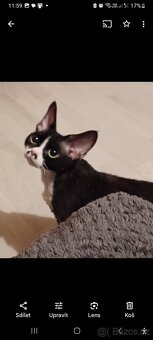 Devon Rex - 5