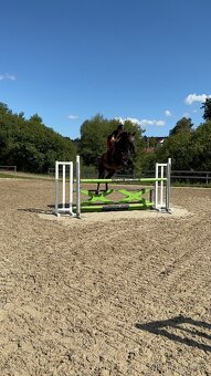 Valach do sportu - 5