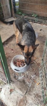 Štěně německý ovčák bez PP - 5