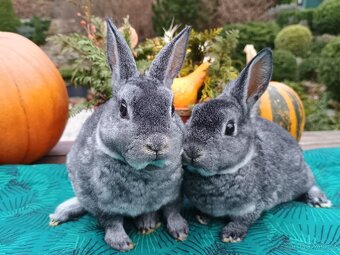 Zakrslý rexík činčilový vánoční miminka - 5