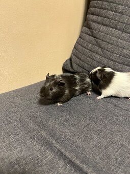 Mláďata morčata - 5