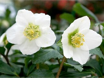 TRVALKY - mladé rostlinky - 5