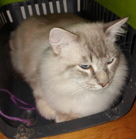 Ragdoll kocur na krytie - 5