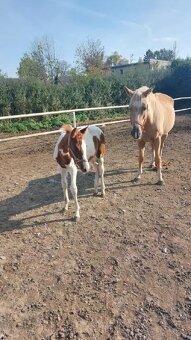 Prodám kobylku  podílovou american  paint horse. - 5