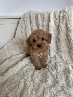 Cavapoo s pp/ registrací - 5