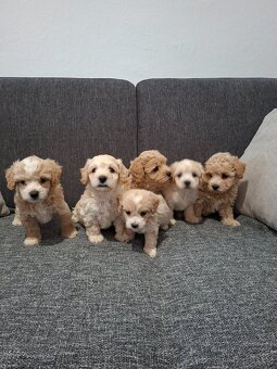 Maltipoo - 5