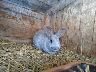 Velký světlý stříbřitý - 5