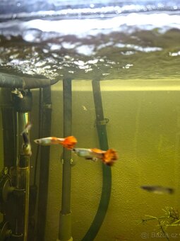 Prodám paví očka, ancitrusy a krevetky - 5