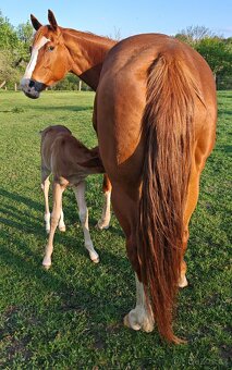Paint horse - 5