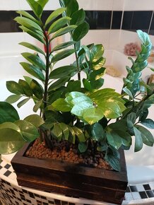 Zamioculcas Zamiifolia 4+1 zdarma - 5