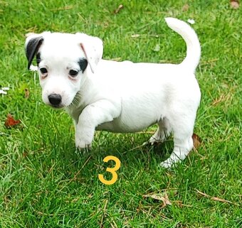 Jack Russel terier, kouzelné trikolor fenečky - 5