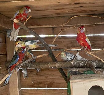 Letošní odchovy - 5