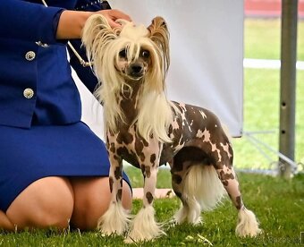 Čínský chocholatý pes - fenecka s PP - 5