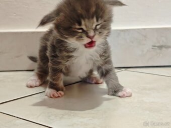 Mainská mývalí koťátka - 5