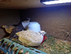 Křepelky japonské - 5