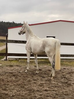 Šimla belgického teplokrevníka - 5