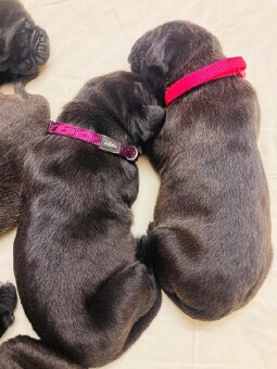 Štěňata Cane Corso s PP - 5