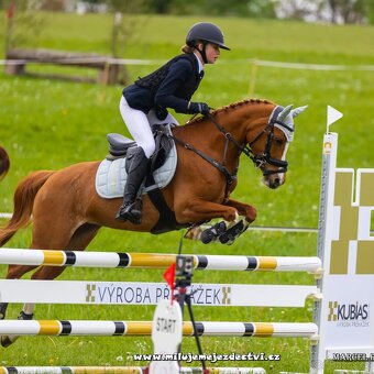Sportovní pony klisna - 5