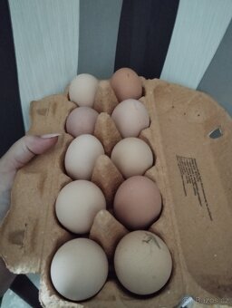 Násadbová vejce Bráhmanka velká - 5