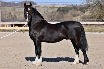 Welsh cob - hřebeček - 5
