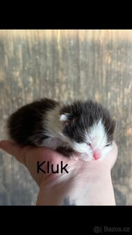 Darujeme koťata - 5