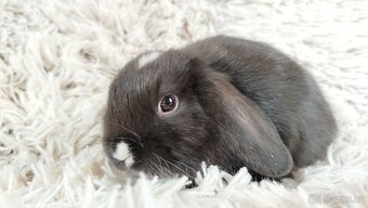 Zakrslý beránek, králíček, králík - DENIS - 5
