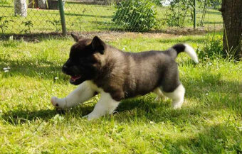 Americká Akita - American Akita - 5