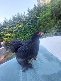 SLEPICE KOČINKY již jen pár - 5