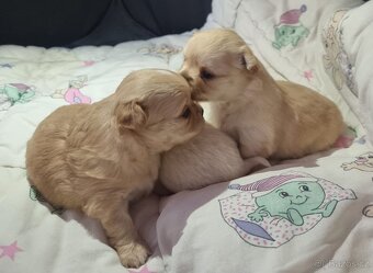 Čivava štěňátka - 5