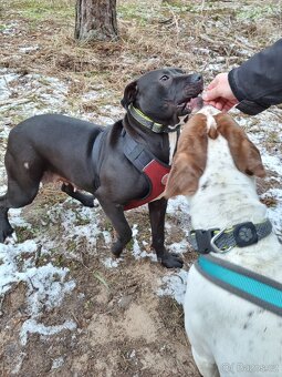 GORA K ADOPCI - něžné plaché zlatíčko - 5