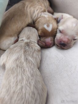 Maltipoo - 5