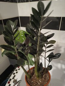 Zamioculcas Black raven 4+1 zdarma - 5